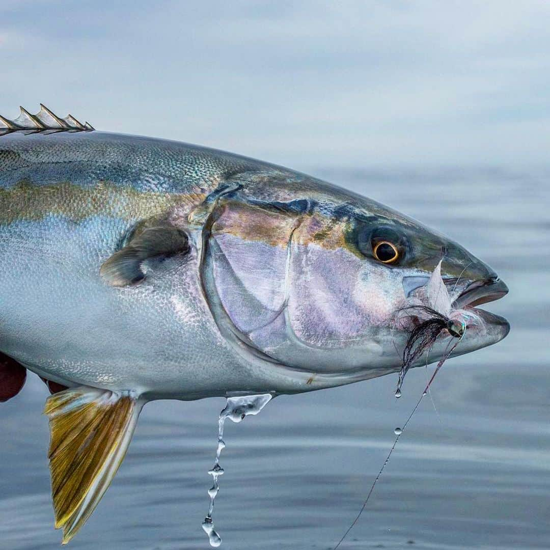 Electric_Fishingさんのインスタグラム写真 - (Electric_FishingInstagram)「Things are heating up and the fishing is as well.  Make sure to maximize your time on the water with Electric’s melanin-infused polarized lenses.⁣ ⁣ 📸 @seth.blackamore  #ElectricSunglasses⁣ #PolarizedSunglasses⁣ #ElectricFishing⁣ #StyleThatPerforms⁣ #SeeThemBeforeTheySeeYou」5月7日 9時43分 - electric_fishing