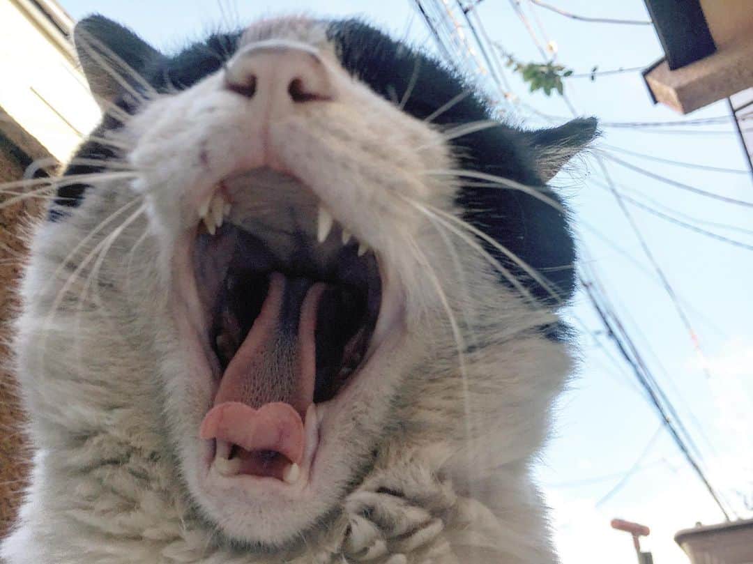 Kachimo Yoshimatsuさんのインスタグラム写真 - (Kachimo YoshimatsuInstagram)「おはようイカスミ！ Good Morning Ikasumi! iphoneを顔の前に構えたら大欠伸！ Big Yawn! #uchinonekora #ikasumi #sotononekora #yawn #neko #cat #catstagram #kachimo #猫 #ねこ #うちの猫ら http://kachimo.exblog.jp」5月7日 9時55分 - kachimo