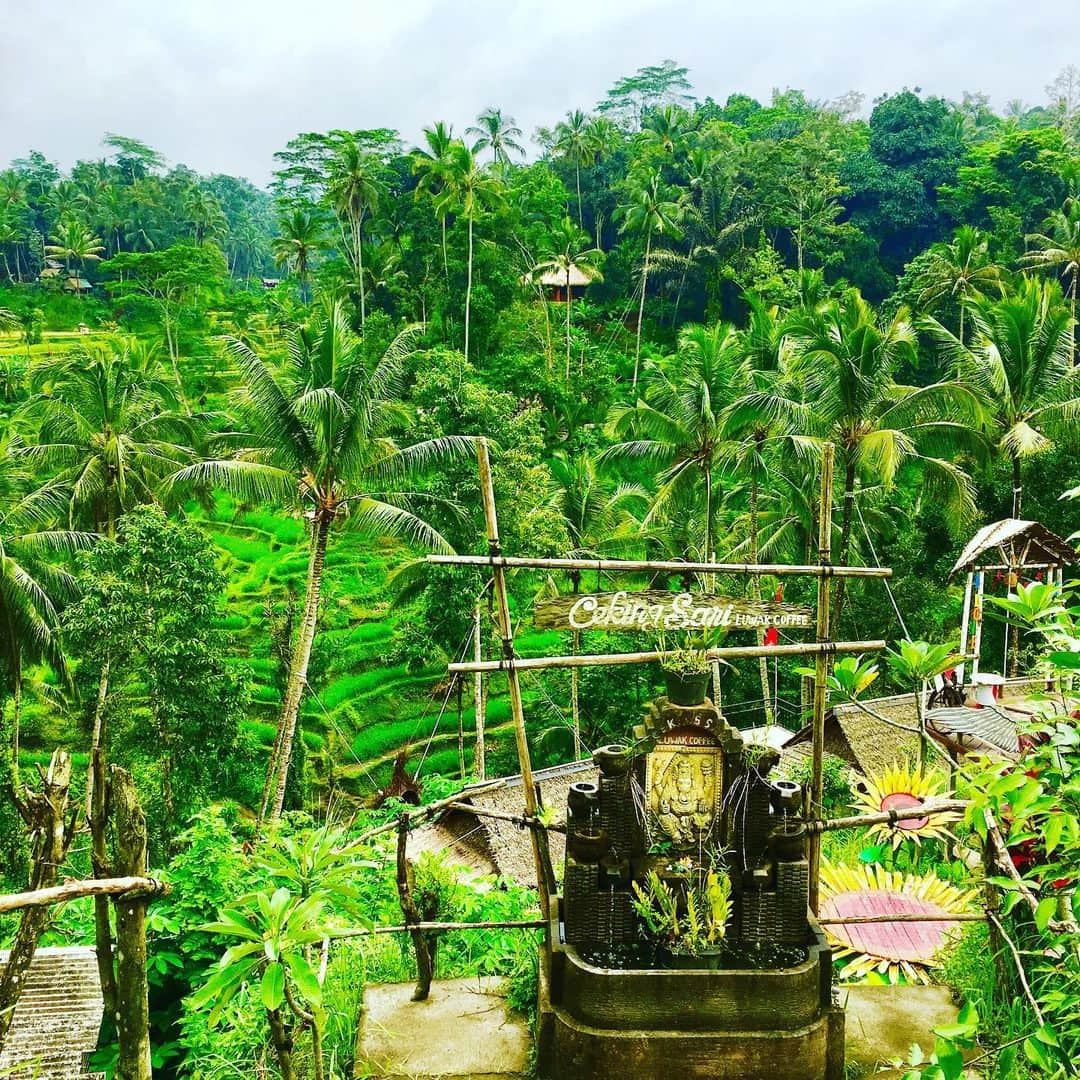 澤口麻理さんのインスタグラム写真 - (澤口麻理Instagram)「#riceterrace #ubud #bali #🏝#🌴#indonesia #🇮🇩」5月7日 10時17分 - mari_sawaguchi