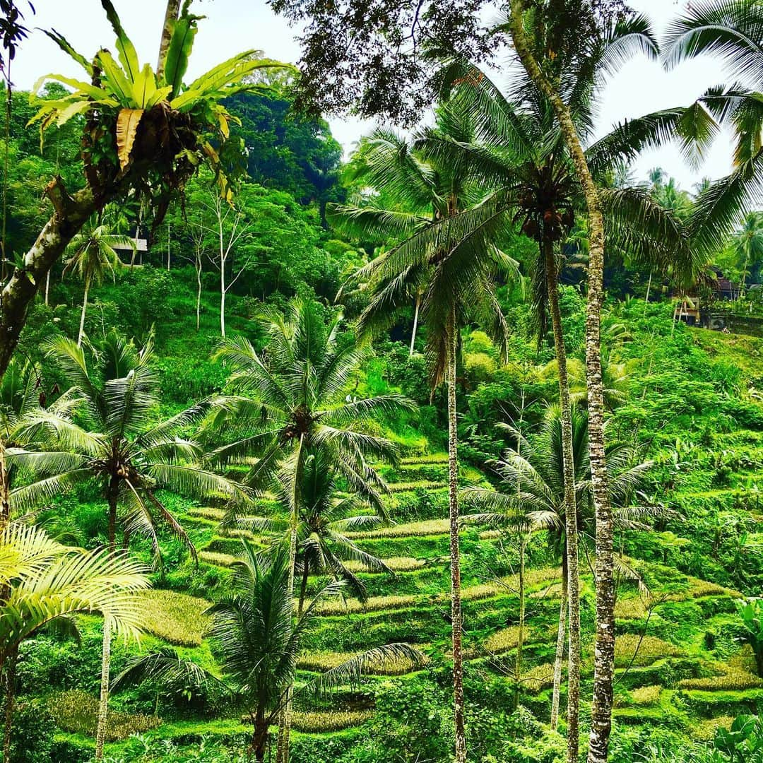 澤口麻理さんのインスタグラム写真 - (澤口麻理Instagram)「#riceterrace #ubud #bali #🏝#🌴#indonesia #🇮🇩」5月7日 10時17分 - mari_sawaguchi