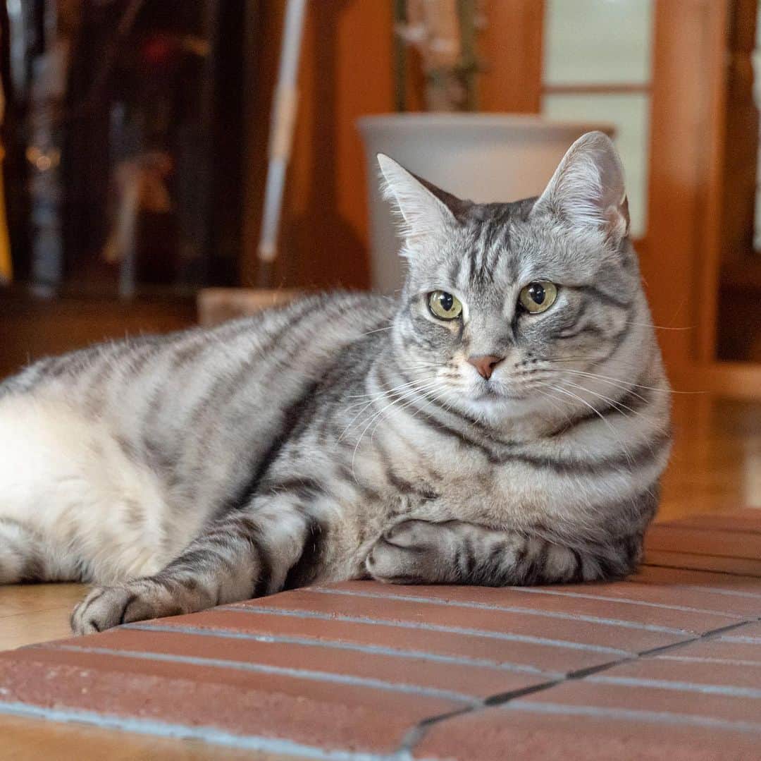 マアルのインスタグラム：「すずちゃん🐈 #北海道 #旭川市 #ペットシッター #アメリカンショートヘア #americanshorthair」