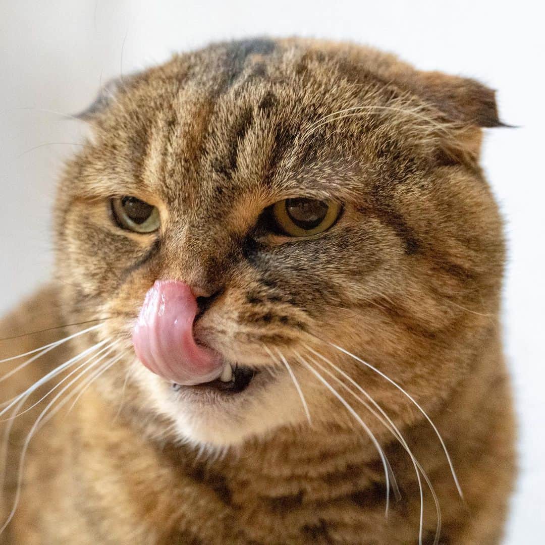 マアルのインスタグラム：「ポテト姉さん🐈 #北海道 #旭川市 #ペットシッター #猫 #cat」