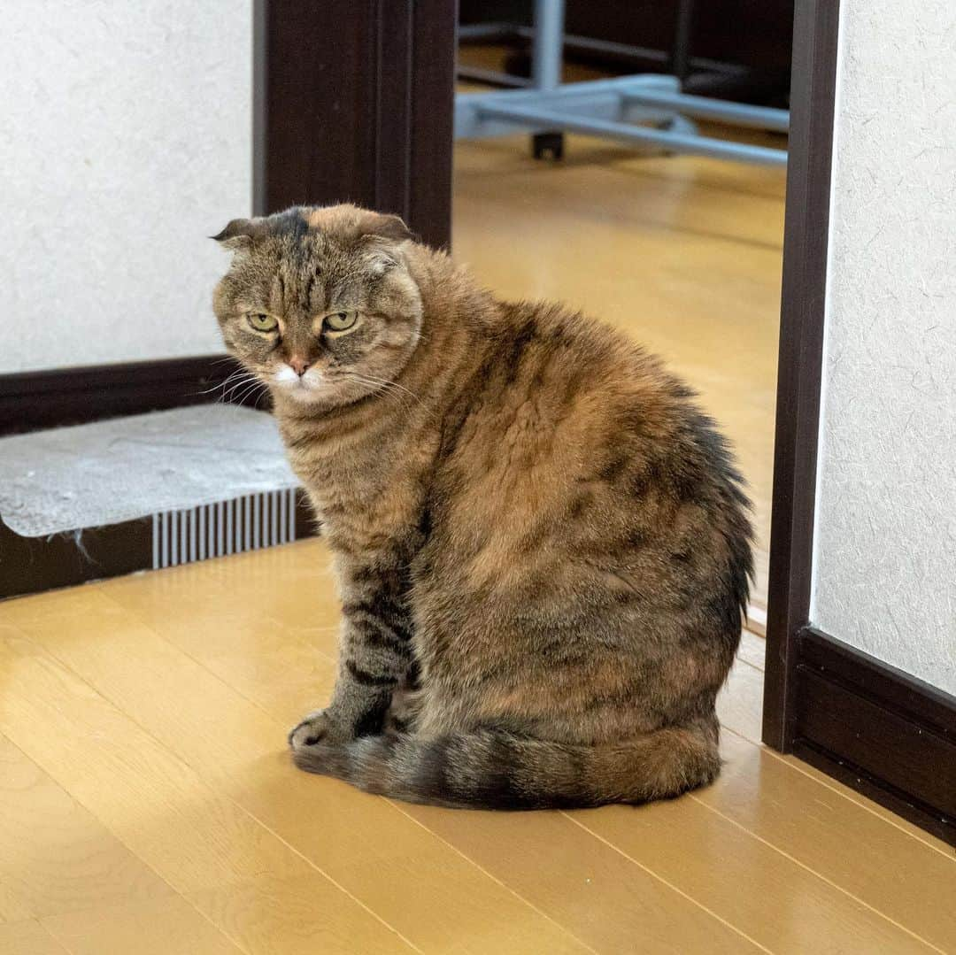 マアルさんのインスタグラム写真 - (マアルInstagram)「ポテト姉さん🐈 #北海道 #旭川市 #ペットシッター #猫 #cat」5月7日 10時23分 - psmaaru