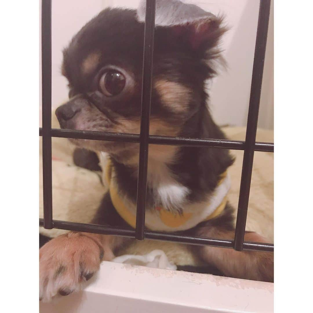 有明ゆなさんのインスタグラム写真 - (有明ゆなInstagram)「横目でちらっ♡ . . . . #愛犬 #ちわわ #ちわすたぐらむ #ちわわ親バカ部 #ちわわ大好き #ちわわ多頭飼い #ちわわ部 #ちわわせ #ちわわん #ちわわ画像 #チワワ #チワワちゃん #チワワ部 #チワワラブ #チワワ画像 #チワワバカ #チワワ大好き #チワワン #チワワ多頭飼い #dog #dogstagram #instadog #gm #goodmorning #ぶちゃかわ #ぶちゃいく #ぶちゃ」5月7日 10時24分 - ariake_yuna