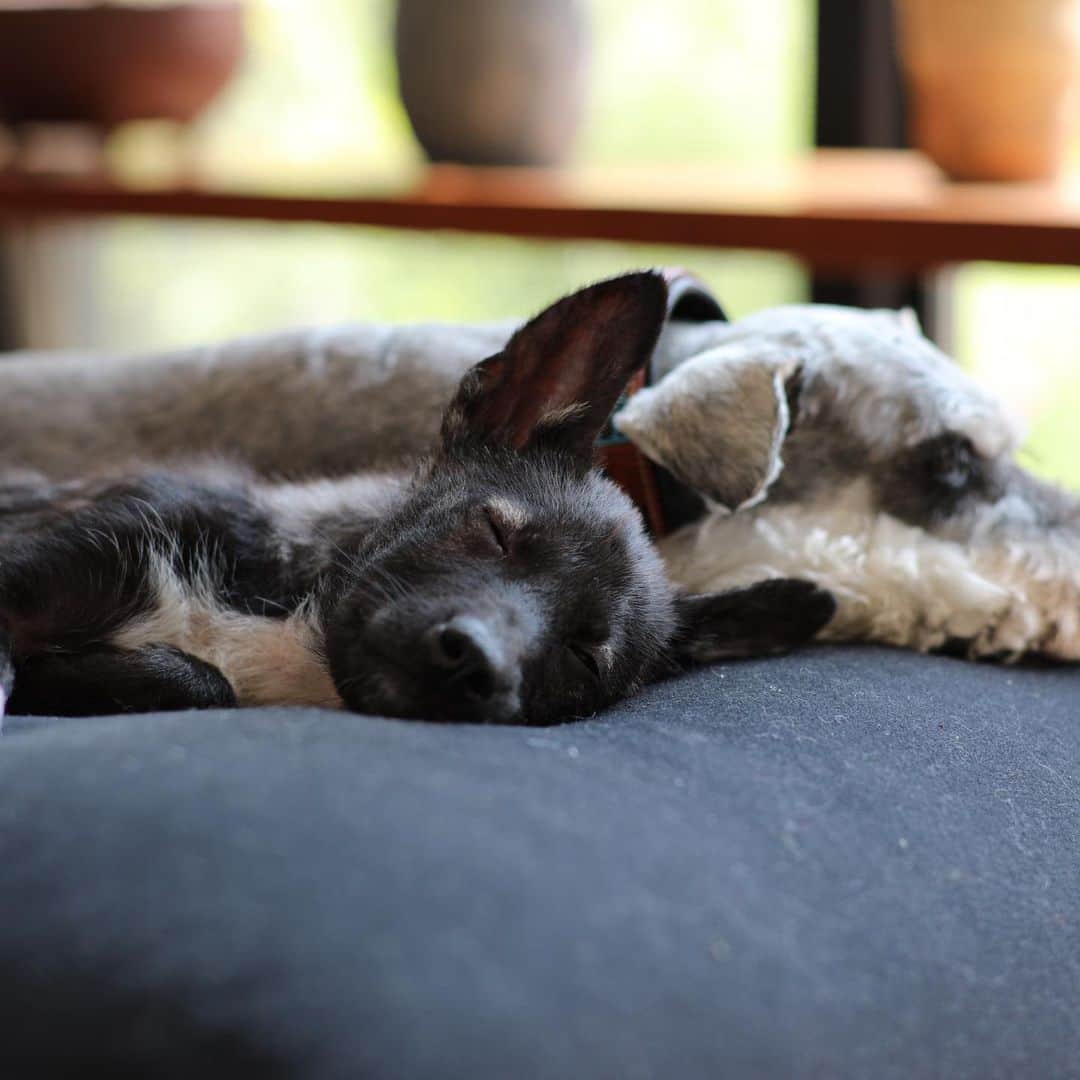 大日方久美子さんのインスタグラム写真 - (大日方久美子Instagram)「・ 4匹の中で一番穏やかで優しい #保護犬JIRO 🐶 ・ 皆んなが触って触ってー‼︎と甘えてきても、1人静かに寝ているのに、皆んなが寝静まるとそっと近寄ってきてはちょこんと座って撫でてもらうのを待っているとても控えめな性格です。  その優しさと控えめさが故に、前の飼い主から虐待を受けていたことを @sippo_official の連載に公開しました。  Yahoo!ニュースにもピックアップされていたようで、保護犬の存在を沢山の方に知っていただけたら嬉しいです。  まだ赤ちゃんで皆んなとの交わり方がわからず吠えられてしまうロウにも、JIROだけは優しく添い寝をしてくれます。  JIROの優しさを見習って私も今日から仕事に励もう❤️ ・ ストーリーに記事をアップしたので、読んでいただけたら嬉しいです。 また犬たち専用アカウントも作ったのでよかったら、見てみてください🐶 ・ ・ @life.through.dogs ←犬たち専用アカウント ・ ・ #保護犬 #保護犬を家族に  #保護犬を飼おう  #殺処分ゼロ  #野犬の子犬の物語」5月7日 10時29分 - kumi511976