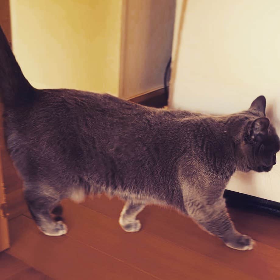 チキン南蛮カレーのルウ王子のグルメインスタ