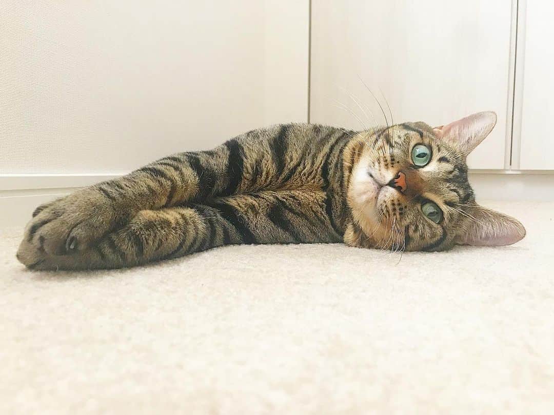 のインスタグラム：「. #goodmorning Toro . #おはニャー #人間は今日でお休みおしまいなんだって？ #僕は毎日がお休みニャ #今日もまったり過ごすのニャ #超絶羨ましい #来世は猫になりたい #GW終わってしまった #あっという間だった」