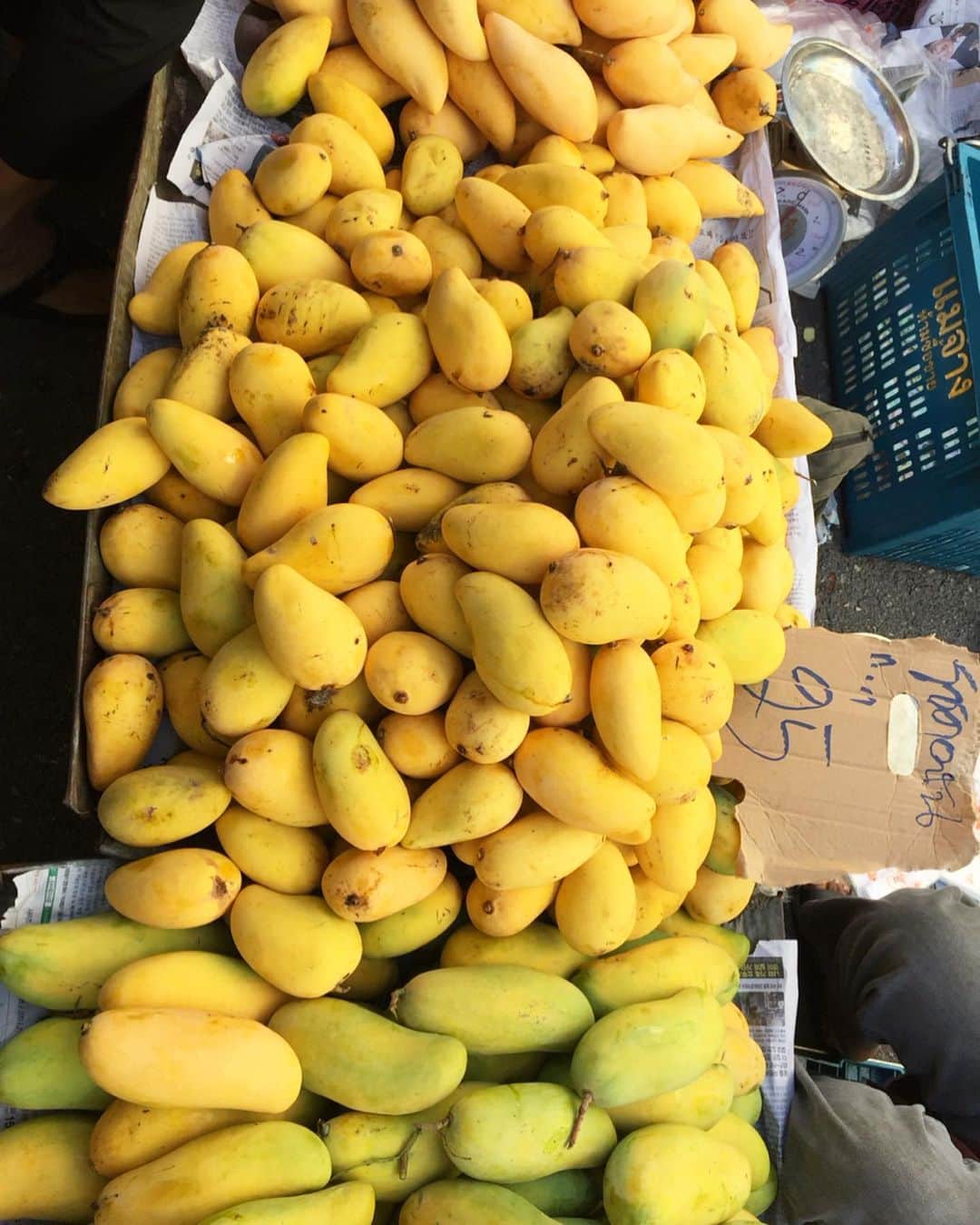 tamatamagoさんのインスタグラム写真 - (tamatamagoInstagram)「Mango 🥭 season has come 💖 . . タイにマンゴーの季節がやって来ました🎉🎉 果物好きな方はこの時期に来タイすると楽しいかも😃💕 . .  写真は「マハチャノック」と言う種類で、私はこれが結構好き☺️ 今は「ナムドークマーイ」日本では「花のしずく」って言うのかな、その種類がタネも薄く食べやすい味で人気だけど、なんか「私、マンゴーです🙂」って良い子ちゃんな感じ😆  一方私の好きなマハチャノックちゃんは熟れて来た時の香りとかが「マンゴーでっせ〜〜！！！！！」「香って来てまっせ〜‼️」と積極的な感じ🤣🤣🤣 . .  そうね、例えるならハナちゃんぽい🤣 誰からも愛されるタイプのハニたんは、ナムドークマーイタイプね😆 . .  今日のも美味しかったぁ〜〜😋😋😋 . .  2019/05/07 . .  #ゴールデンレトリバー #マンゴー #タイ #レトリバー #大型犬 #病気と闘ってるお友達に届け元気玉🔴💪🏻 #ワンコがいてもニャンコと暮らせる #goldenretriever #dogs_of_instagram」5月7日 11時11分 - tamatamago