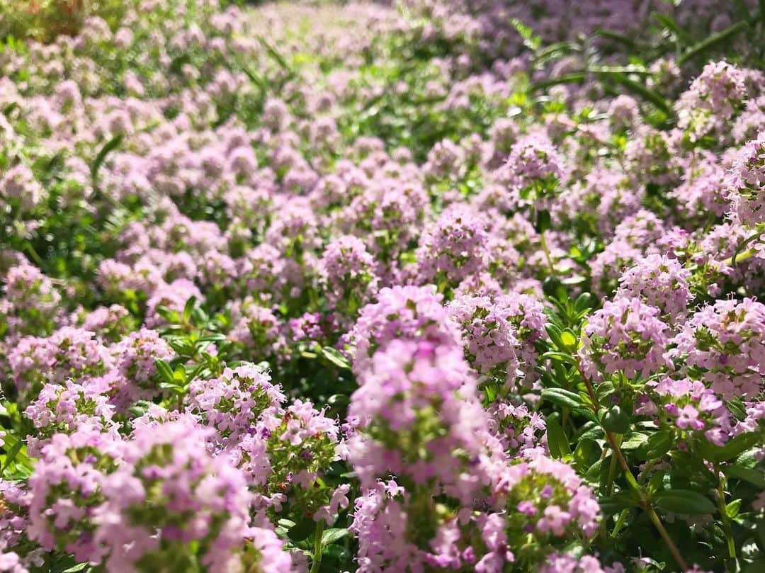 小森高博さんのインスタグラム写真 - (小森高博Instagram)「庭のグランドカバーが花を咲かせて花畑に。なんとかタイムっていうハーブだった気がする。」5月7日 11時17分 - komo_tan