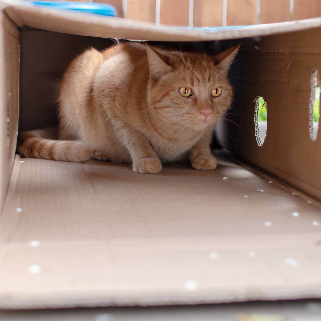 Garyさんのインスタグラム写真 - (GaryInstagram)「Every day Hank goes in this box to avoid being taken inside. Every day I pour him right out of the motherfucker #hankyouverymuch #committed」5月7日 11時23分 - omgdeedee