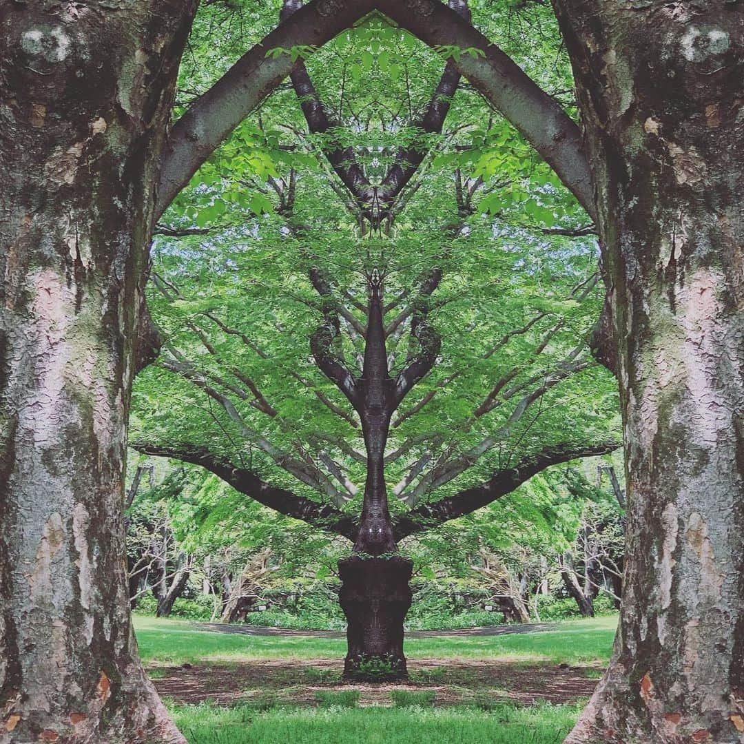 Chageさんのインスタグラム写真 - (ChageInstagram)「「新緑の森」 １日だけこんな素敵な森の中で深呼吸してきました。 みなさんのGWはいかがでしたか？さぁ〜音楽三昧を引き続き楽しみます。 #chagekimi #landscape  #symmetry  #新緑 #クリ部  #chappy」5月7日 11時34分 - chageshu06