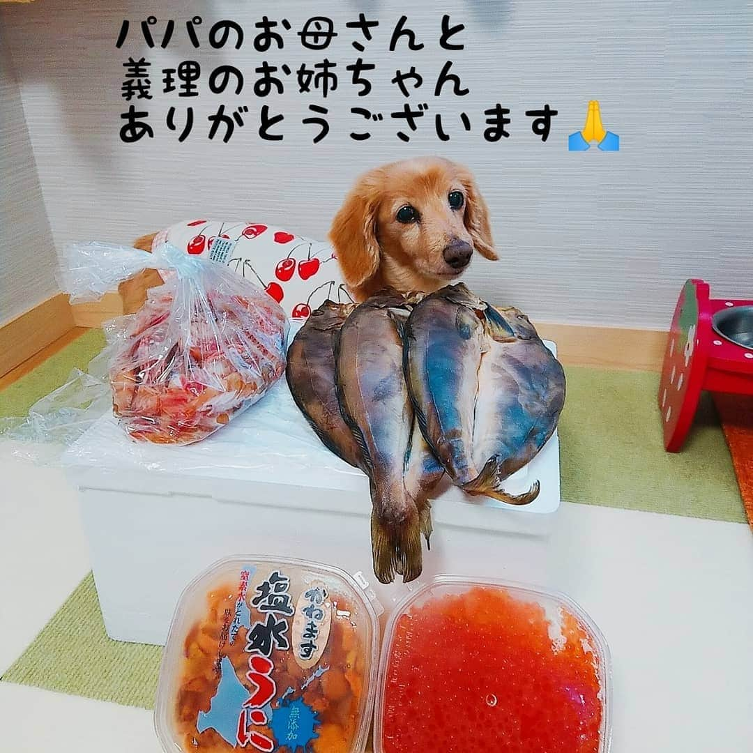 ピックさんのインスタグラム写真 - (ピックInstagram)「ピンポーン❗ パパのお母さんとお姉ちゃん家族が、 ゴールデンウィーク北海道の旅行に行って、北海道から、お土産送ってくれました🙏🙏 、 いつも、お世話になっているのにありがとうございます🙏 とっても嬉しいです、姪っ子ちゃんがigしてるので見てくれるかな😃 、 また、会えるの楽しみにしてるね🎵 、 #北海道 #いくら #うに  #ホッケ #赤海老  #お土産 #ありがとう #instadog #ilovedog #dogstagram #west_dog_japan #all_dog_japan #todayswanko #inulog #ミニチュアダックス #ミニチュアダックスフンド #イヌスタグラム #いぬすたぐらむ #犬 #だいすき #美容 #ダイエット #いぬドル #かわいい #シニア犬 #14歳 #ピック #モデル犬 #イケワン #わんわん小学校」5月7日 11時53分 - pick09040904