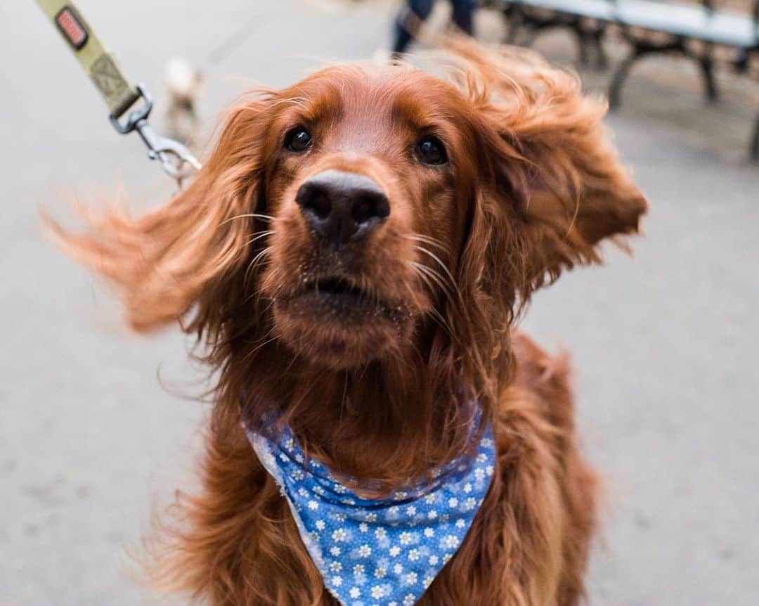 The Dogistさんのインスタグラム写真 - (The DogistInstagram)「Ella, Irish Setter (5 y/o), Central Park, New York, NY • “She only eats rabbit. She had terrible skin problems and she’s been gluten intolerant for years; she was a bag of bones until we figured that out.”」5月7日 12時07分 - thedogist