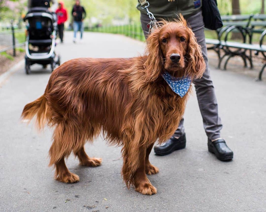 The Dogistさんのインスタグラム写真 - (The DogistInstagram)「Ella, Irish Setter (5 y/o), Central Park, New York, NY • “She only eats rabbit. She had terrible skin problems and she’s been gluten intolerant for years; she was a bag of bones until we figured that out.”」5月7日 12時07分 - thedogist