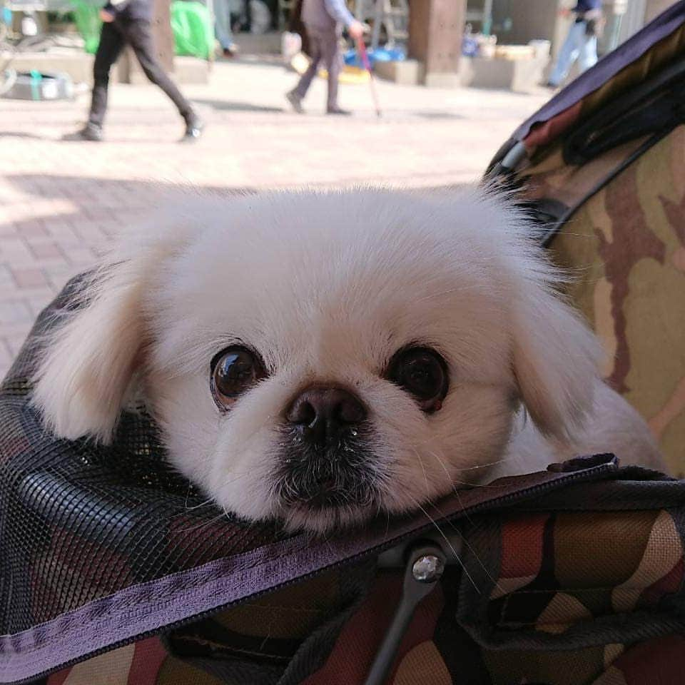 安田義孝のインスタグラム：「#ペキニーズ #ぺきにーず #白ペキニーズ #Pekingese #pekingese  #pekingeselove #pekingesesofinstagram  #pekinese #pekistagram  #japanese #japan #dogstagram  #dogs #dog #japanesedog #japanesedogs #doglover #love #iloveyou #ilovedogs #京叭狗 #페키니즈 #cute #cutedog  #ハロウィン #愛犬 #わんこ #犬 #エブリドッグ #ZIP写真部」