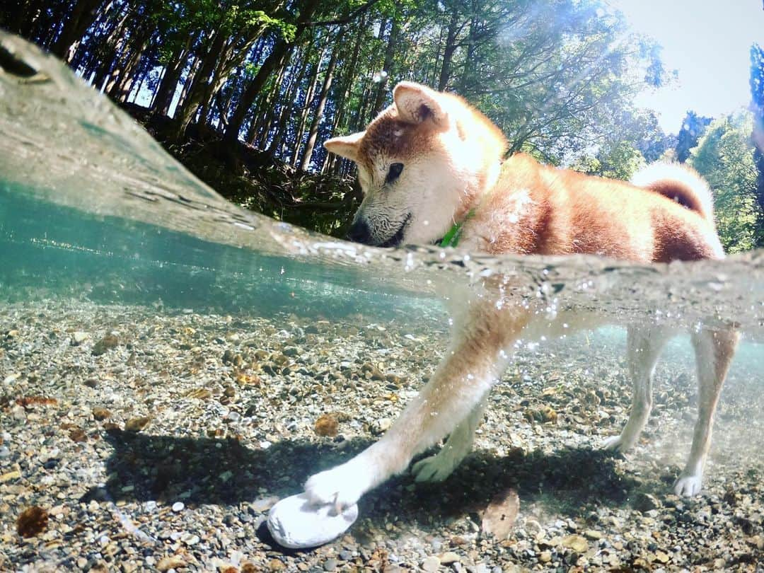 BlackRed shibasさんのインスタグラム写真 - (BlackRed shibasInstagram)「My stone！ lovely Musashi! . . . #neneandmusashi2019 #GoPro #GoProJP #ゴープロ #shiba #shibinu #柴犬 #しばいぬ #japan #水遊び#gopropets #lovely #cute #goprodog #goproのある生活 #日本犬  #river #dog #happy #goprohero7 #hero7black #otvadventures #besomedoggy #doggo #goprodogsquad #gopropov #capturedifferent #柴犬ライフ」5月7日 12時31分 - black_red_jp