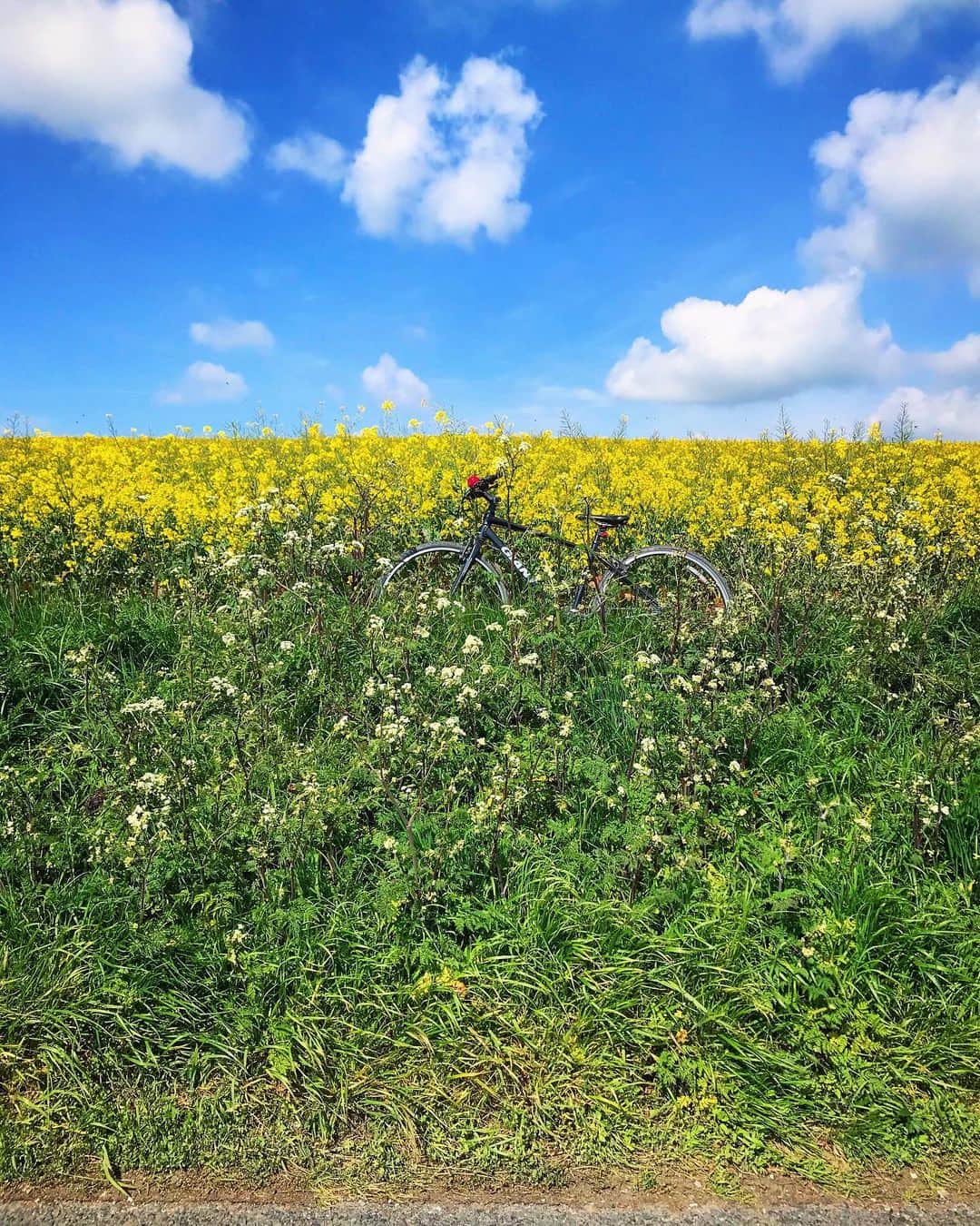Tea and sittingのインスタグラム：「🚲...🌿✨ #parkedbikesoftheworld #5ftinfbike」