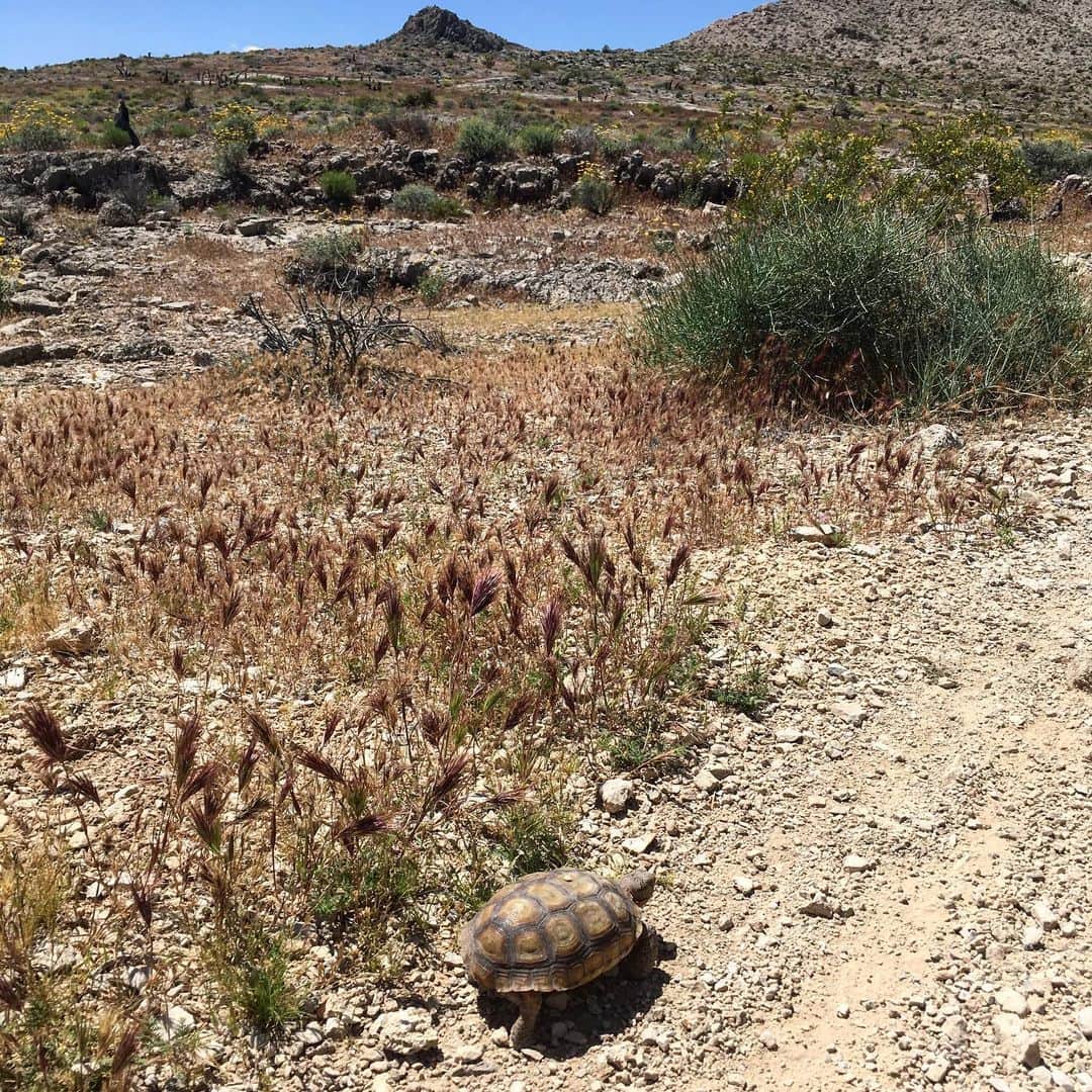 アレックス・オノルドのインスタグラム：「The highlight of my rest day was finding this little guy in the desert. And seeing everything blooming.」