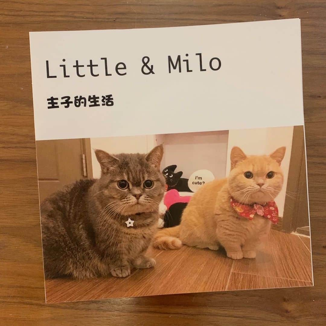 Little & Miloさんのインスタグラム写真 - (Little & MiloInstagram)「ฅ(⌯͒• ɪ •⌯͒)ฅ♡ฅ(⌯͒•·̫•⌯͒)ฅ Little ♡ Milo 主子的生活♡ 你們有興趣嗎？  #LittleMilo #短い手足 #munchkin #munchkincat  Instagram: little_milo_munchkin https://m.facebook.com/i.am.little.milo」5月7日 13時05分 - little_milo_munchkin