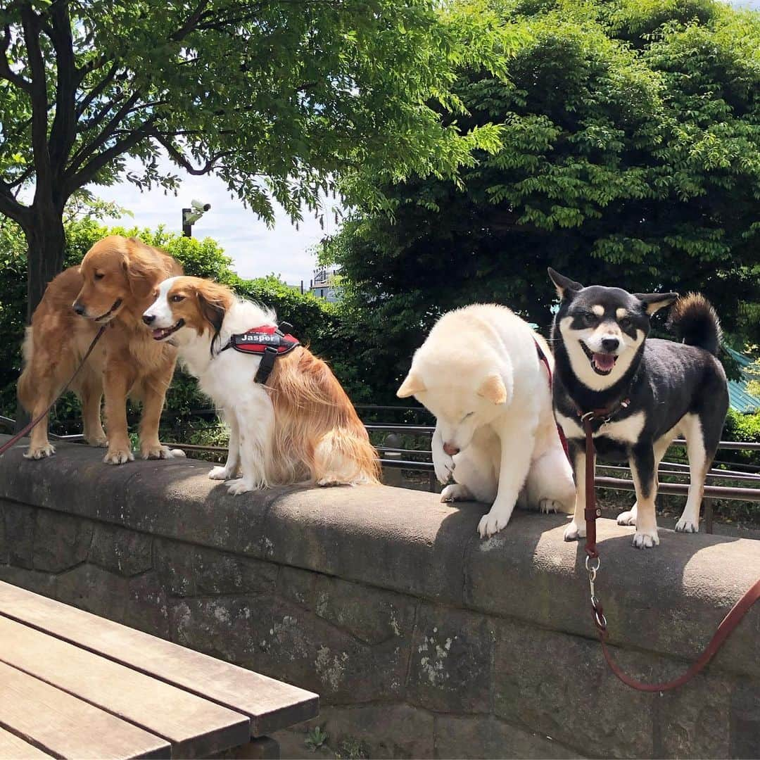 vo_coさんのインスタグラム写真 - (vo_coInstagram)「🐾2019.05.07 怪我して以来、森に行く時はクルマで行ってたけど、チャリ🚲カゴに安定して乗れるようになったから久しぶりのチャリ通 天気も良くて終始ニコニコしてたこたつさんでした 左からゴールデンのアビーちゃん、コイケルのジャスパーくん、白柴ジロちゃん、黒柴こたつの図 * #非常勤柴こたつ  #shibastagram #instashiba #shiba #shibainu #黒柴 #柴犬 #goldenretriever #kooikerhondje」5月7日 13時09分 - vo_co