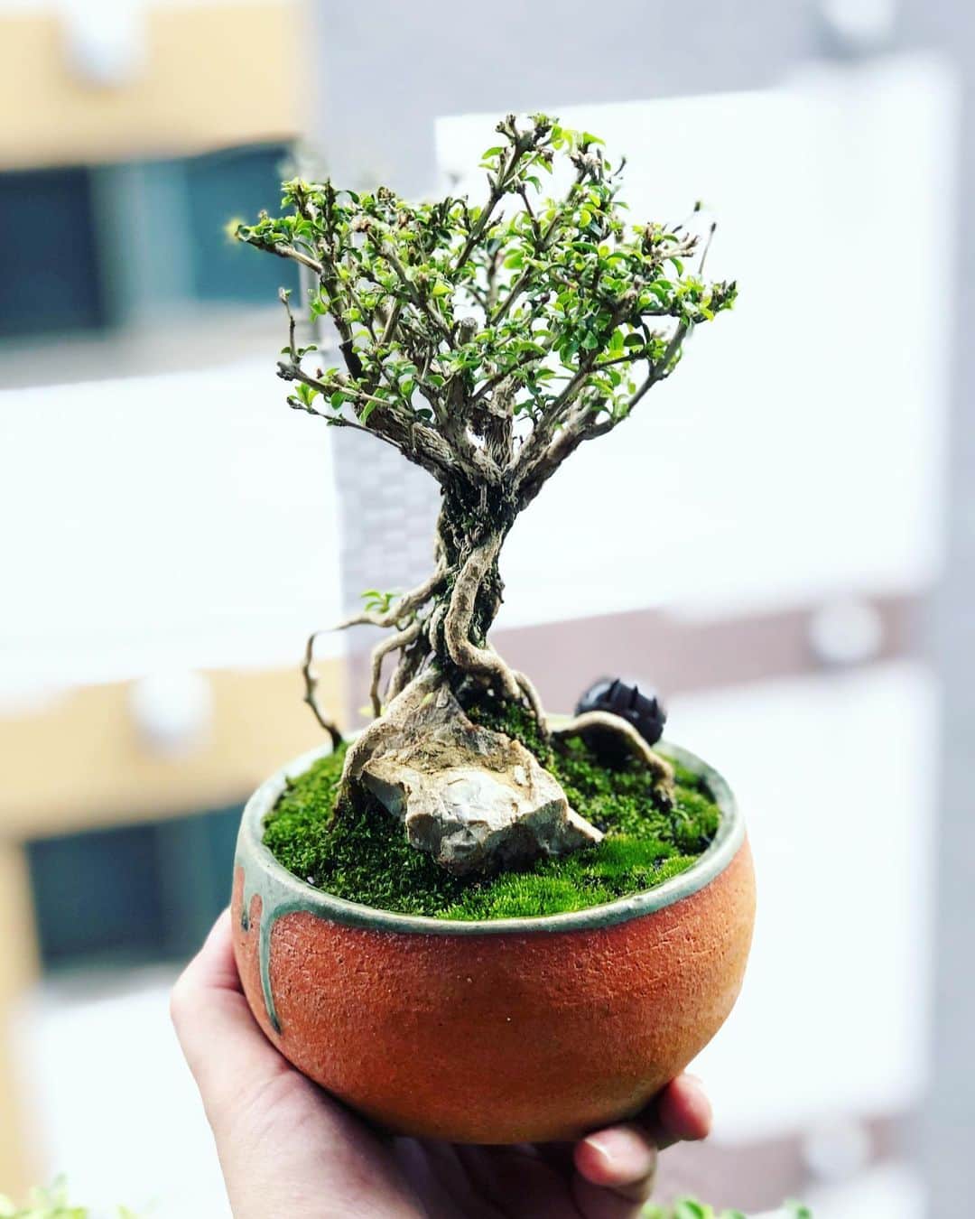 金成公信のインスタグラム：「コウチョウギ。やっと葉が出てきましたね。#盆栽 #bonsai #コウチョウギ #香丁木 #bonsaijapan #japanesebonsai #plants #tree #wabisabi #kochogi #根上り#groot」
