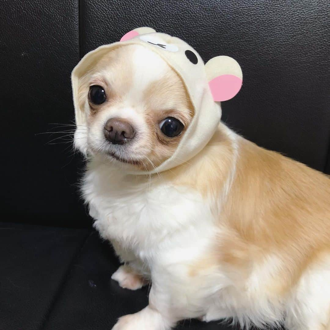 青山愛菜さんのインスタグラム写真 - (青山愛菜Instagram)「リラックワン(●◜ ཅ ◝●) #きなこ #chihuahua」5月7日 14時47分 - ainamnsl