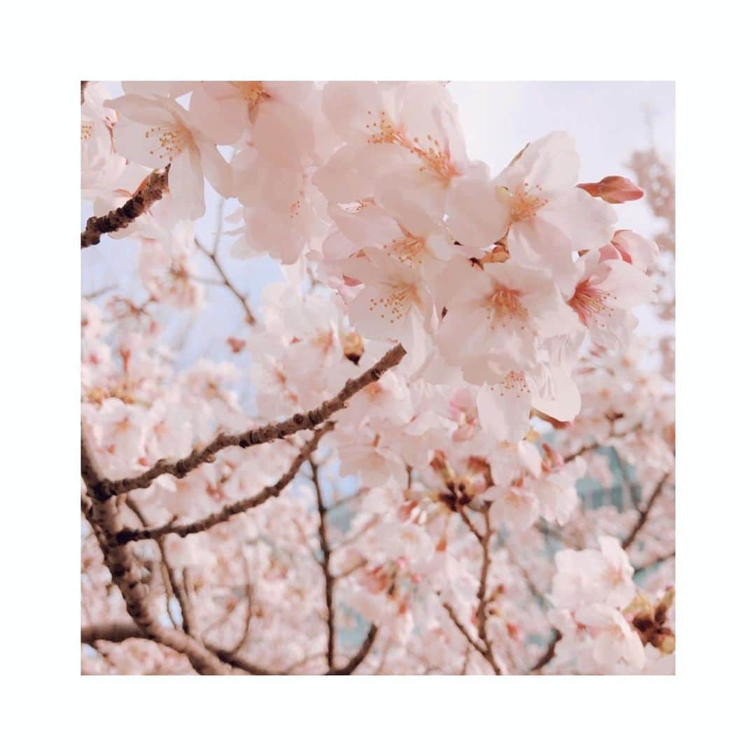 小倉唯さんのインスタグラム写真 - (小倉唯Instagram)「🌸🌸🌸 #桜 #sakura #japanesesakura #🌸」5月7日 14時59分 - yui_ogura_official
