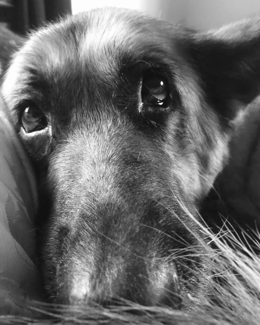 カイヤさんのインスタグラム写真 - (カイヤInstagram)「人生最愛の人。マリブちゃん The love of my life. Ms. Malibu.. . . . . . . . . #gsd #gsdofinstagram #gsdpuppy #germanshepherd #germanshepherds #germanshepherdsonline #germanshepard #germanshephard #germanshepherdpuppy #puppy #dog #dogsofinstagram #dogstagram #dogs #doggo #dogoftheday #germanshepherddaily #doggy #cute #adorable #animals #cute #spring #springweather  #gsdofinstagram #gsdpuppies #gsdofinsta #gas forever #gsdloverstagram #gsd love #gsdlover #gsdlovers#ジャーマンシェパード」5月7日 15時02分 - caiya.kawasaki