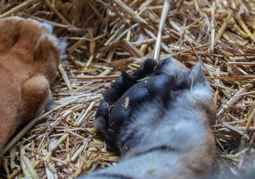 タロンガ動物園さんのインスタグラム写真 - (タロンガ動物園Instagram)「Is there anything cuter than a tiger cub paw?! As our Sumatran tiger cubs grow their paws will become very strong. Sumatran tigers have sharp claws that are retractable and can be pulled inside their paws while they walk, which helps to keep these important hunting tools sharp. This amazing close-up was captured by @alisonleerubie_photography #ForTheWild」5月7日 15時22分 - tarongazoo