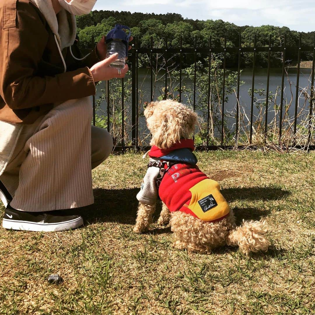 チャチャ丸さんのインスタグラム写真 - (チャチャ丸Instagram)「#待て チャチャ丸「すいません。待てないっす」 . . #プードル系男子#一言犬 #anicas#アニキャス#サンデイ#3day #プードル#トイプードル#タレント 犬#モデル犬#toypoodle#poodle #dog#caniche#สุนัขพูเดล#푸들 #貴賓犬#пудель#pudel」5月7日 15時16分 - cha2maru_ch