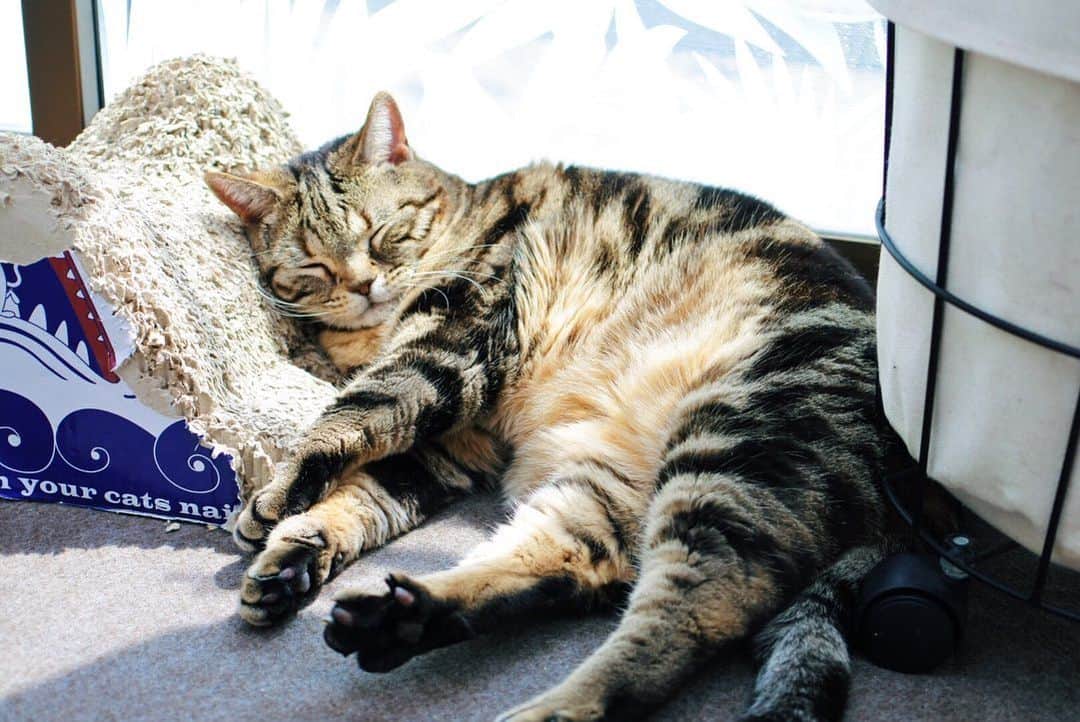sancheloveさんのインスタグラム写真 - (sancheloveInstagram)「新らしい#爪とぎ では張り切ってバリバリ爪を研ぎ、使い倒した爪とぎでは心地良さそうに眠る。無駄がないな〜😽 ・  #捨てどきがわからん #kitty#catstagram#catstagram_japan#petstagram#picneko#instacat#meow#catoftheday#catofworld#ilovemycat#funnycat#猫#ねこ#にゃんこ#みんねこ#にゃんだふるらいふ#ふわもこ部#にゃんこ#PECOねこ部#ねこまみれ#ねこ休み展#americanshorthair#アメショ#アメリカンショートヘア#ねこのいる暮らし Tsukune」5月7日 15時28分 - sanchelove