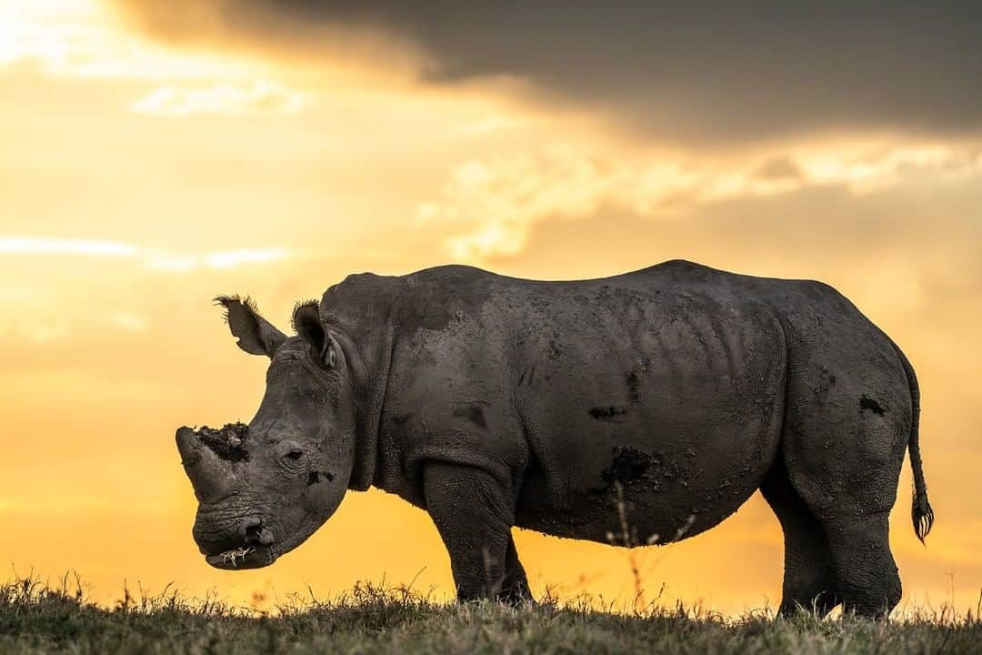 ナショナルジオグラフィックのインスタグラム