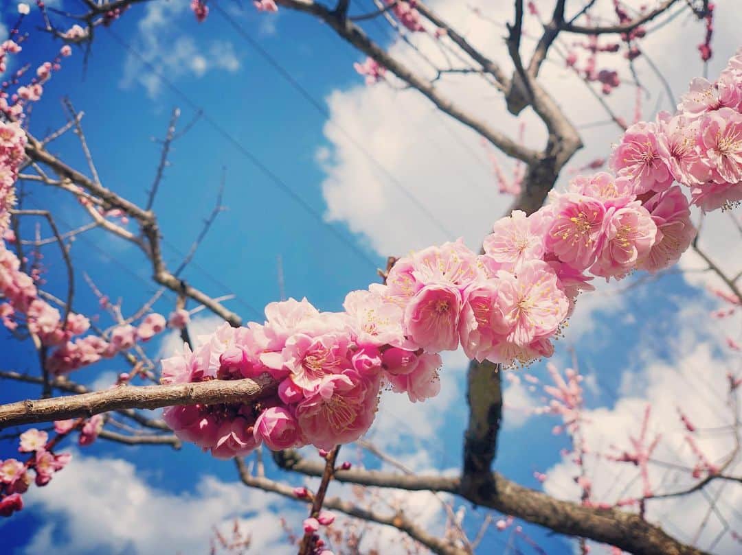 脇田唯さんのインスタグラム写真 - (脇田唯Instagram)「* ピンクと青と白 コントラストの はっきりした君 目で追いかけて ハッと気づく僕  #梅 #青空 #白い雲 #春 #梅林公園」5月7日 15時57分 - post_yui
