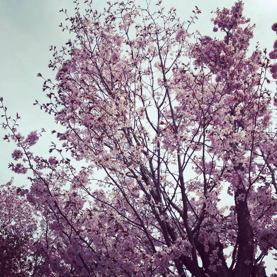 加藤千恵のインスタグラム：「令和の桜in旭川」