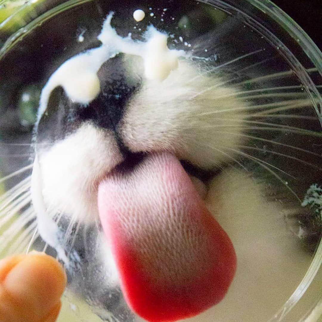 Aww Clubさんのインスタグラム写真 - (Aww ClubInstagram)「:P :P :P 📷@curlysnow0915 @luka_and_kenya @jolandalinckens @mochikittyfrog @lilygeorgecats @simbabyboy @fabien.the.real.life.garfield @trippy_milla @pumpkin_citrouille @maomay__  Tag #meowedtongueout to get a chance to be featured  #meowed #meowedtongueout #TOT #👅 #americancurl #bengal #mainecoon #koratcat #tabby #persian」5月7日 16時30分 - meowed