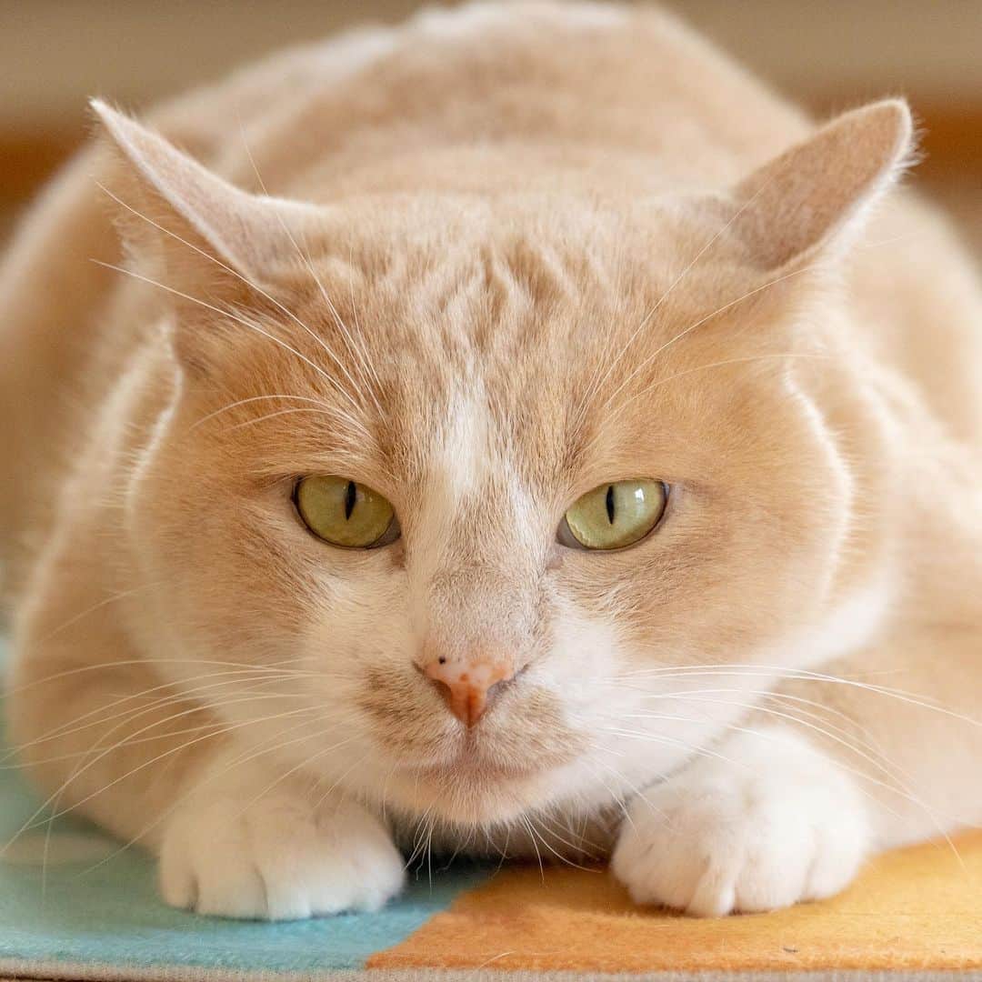 マアルのインスタグラム：「我が家の「きなこ」何故イカ耳なのかは不明🐈#北海道 #旭川市 #ペットホテル #猫 #cat」