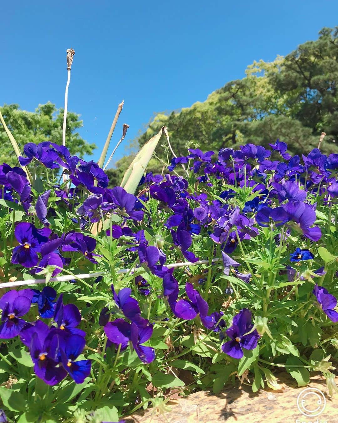 川原由維さんのインスタグラム写真 - (川原由維Instagram)「GWはお仕事だった私は、今日は休日♫  お久しぶりの大濠公園へ⛲️ お天気良くてトレーニング🏃‍♀️💨気持ち良かった❣️ 今日からお仕事の皆さんがんばってくださぁ〜い❣️ #大濠公園#休日#トレーニング#良い天気」5月7日 16時39分 - yui5520