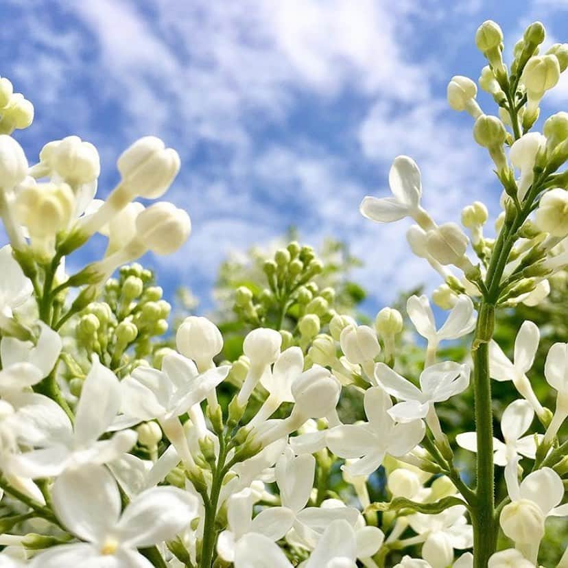 ニューヨーク植物園さんのインスタグラム写真 - (ニューヨーク植物園Instagram)「The #lilacs are still lovely and as fragrant as ever as we head toward this Saturday's kick-off of the Mother's Day Weekend Garden Party at NYBG. Make a point to wander over to the winding paths of this picturesque spring collection and catch the perfumes of these white, pink, and purple flower clusters. . (📸 by @smafoto) #regram #Syringa」5月8日 2時39分 - nybg