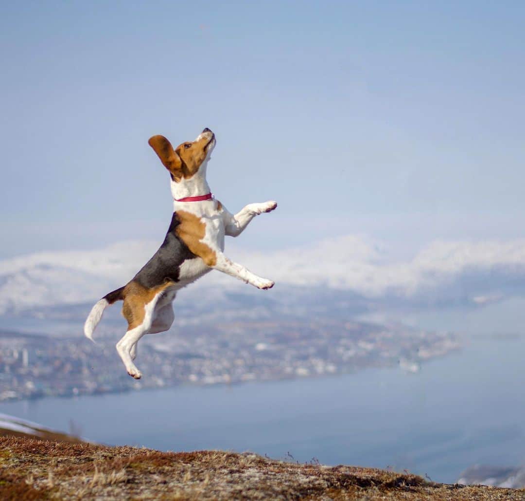 DogsOf Instagramさんのインスタグラム写真 - (DogsOf InstagramInstagram)「“Have you ever been so excited to be outside that you started to fly?” writes @beagle_vegas  #dogsofinstagram」5月8日 3時07分 - dogsofinstagram