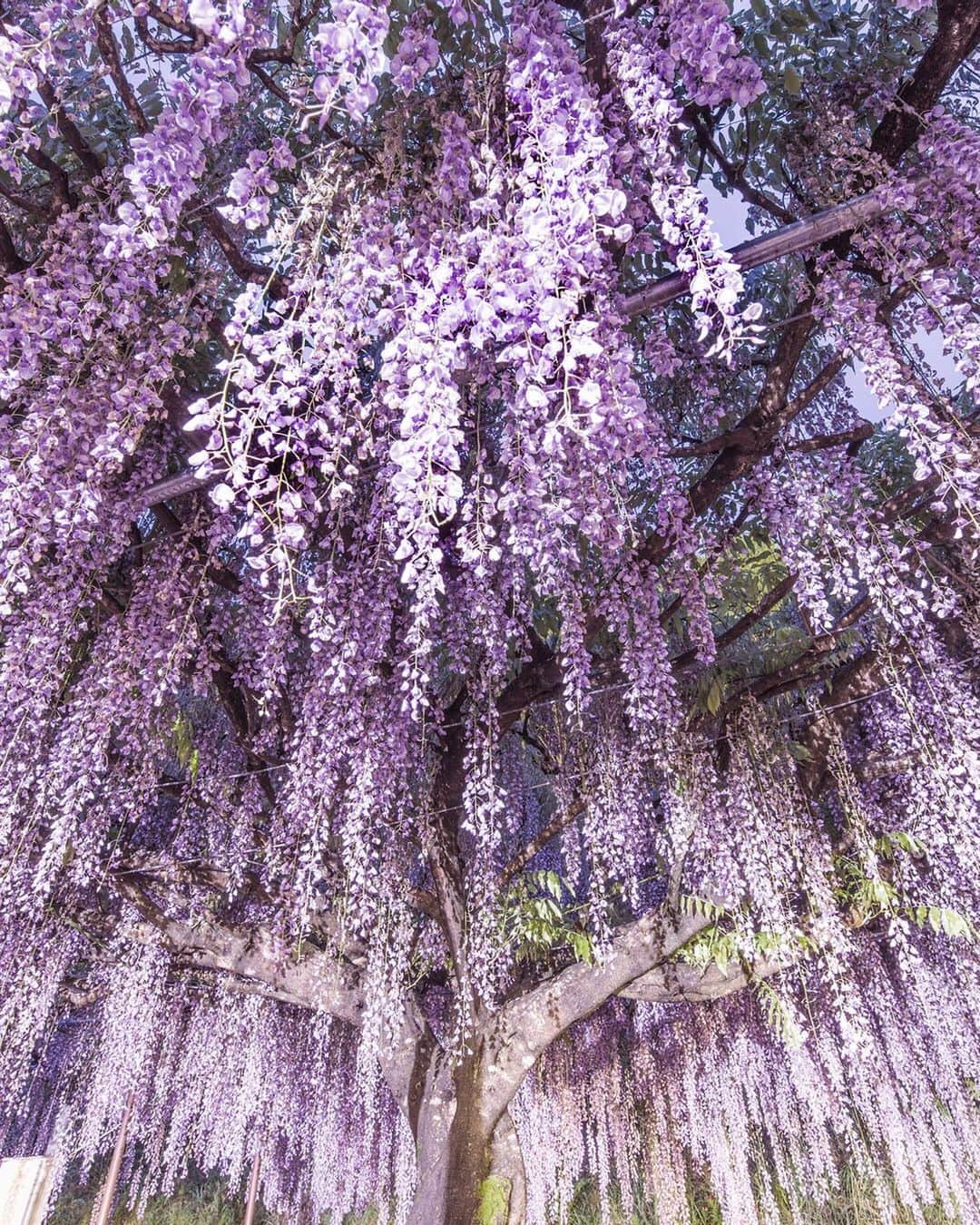 JALさんのインスタグラム写真 - (JALInstagram)「. This wisteria tree in Hyogo Prefecture, called "Kyujaku Fuji", is wrapped in the subtle scent of elegantly blooming flowers. Typically flowering in mid-may, the tree's pedal strands can grow to hang almost 2 meters in length. 👀 #PicturePerfectMay  兵庫県白毫寺の九尺藤は最長約180cm✨ 5月中旬にかけて開花です👀 . . Post your memories with #FlyJAL  #JapanAirlines #japan #hyogo #wisteria #wisteriahysteria #flowerpower」5月7日 18時30分 - japanairlines_jal