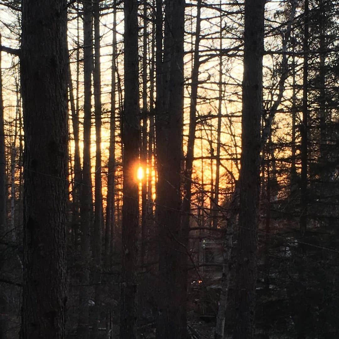 井上荒野さんのインスタグラム写真 - (井上荒野Instagram)「木立の中に落ちる夕焼け。蝋燭のように見える。」5月7日 18時31分 - arereno