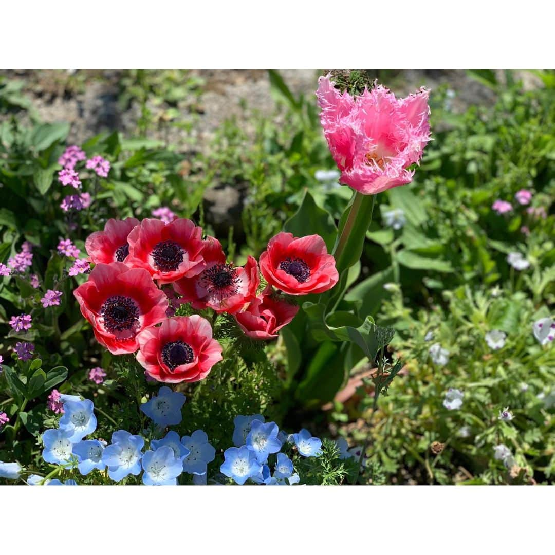 森田涼花さんのインスタグラム写真 - (森田涼花Instagram)「🌷 花のある生活は優しい気持ちにさせてくれる …  気がする♪」5月7日 18時51分 - moritasuzuka16