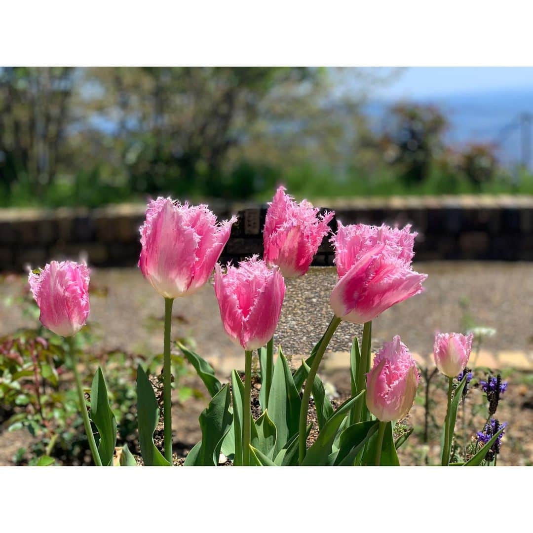 森田涼花のインスタグラム：「🌷 花のある生活は優しい気持ちにさせてくれる …  気がする♪」