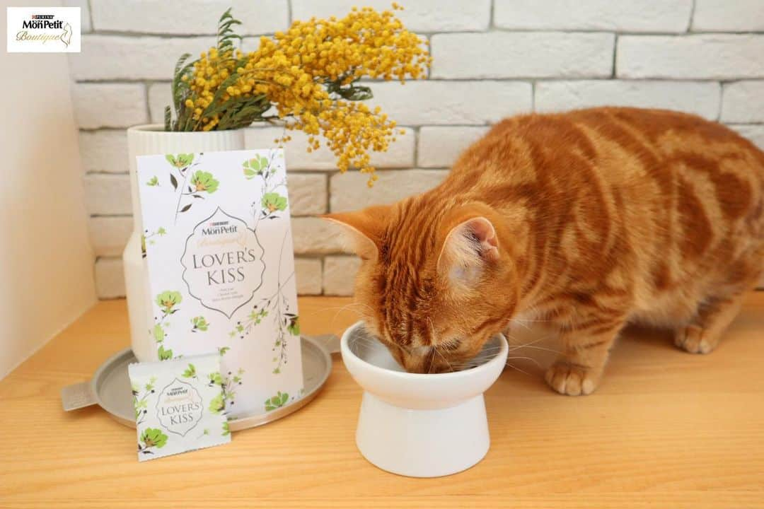 Purina Mon Petit Japanのインスタグラム