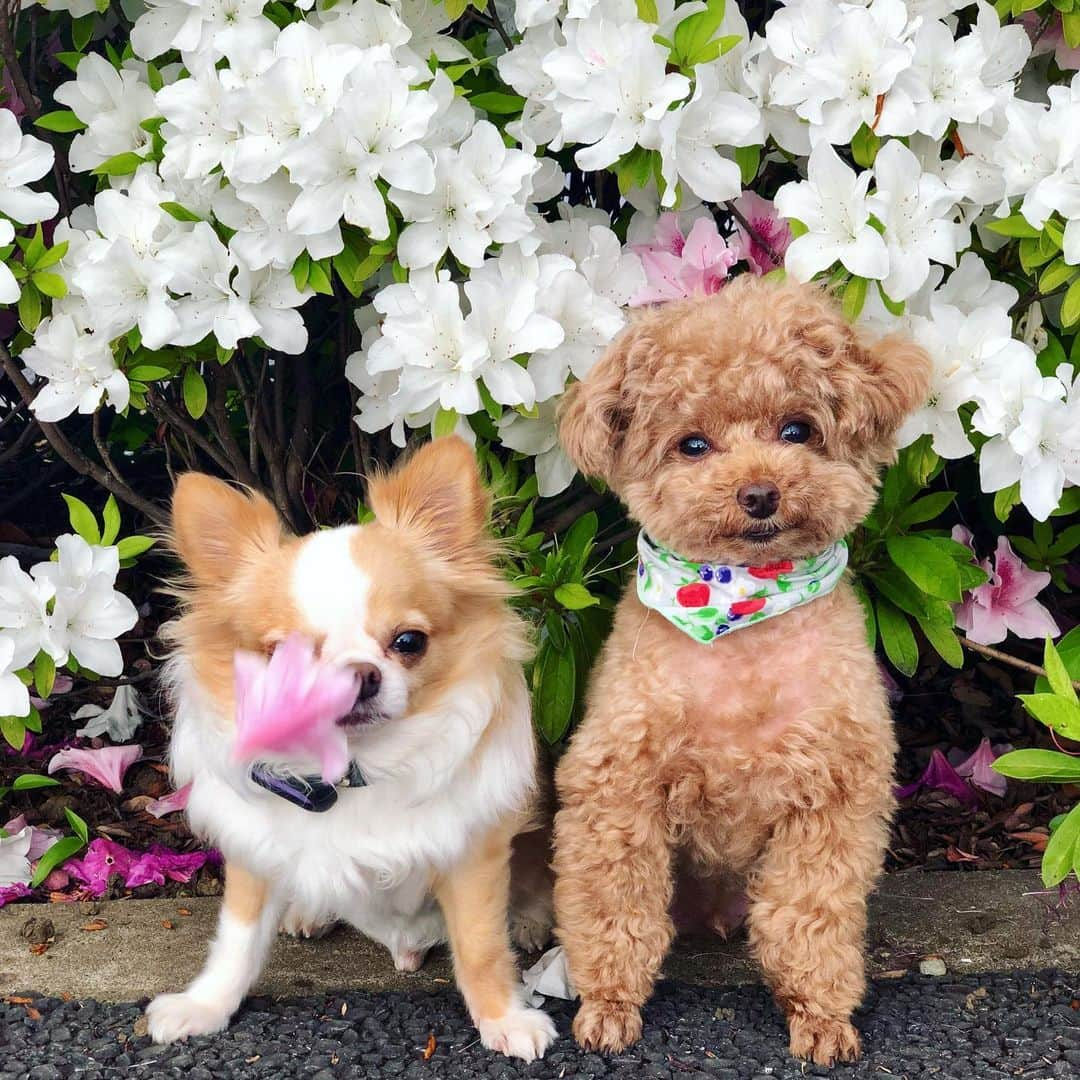 玉ねぎ戦士さんのインスタグラム写真 - (玉ねぎ戦士Instagram)「犬って.............. ・ ・ ・ ってサブタイトル付きそうなくらい哀愁漂う2人🐶🐩 ・ ・ ・ #コテタラ #toypoodle #poodle #トイプー #トイプードル」5月7日 19時23分 - licca_tarao_0311