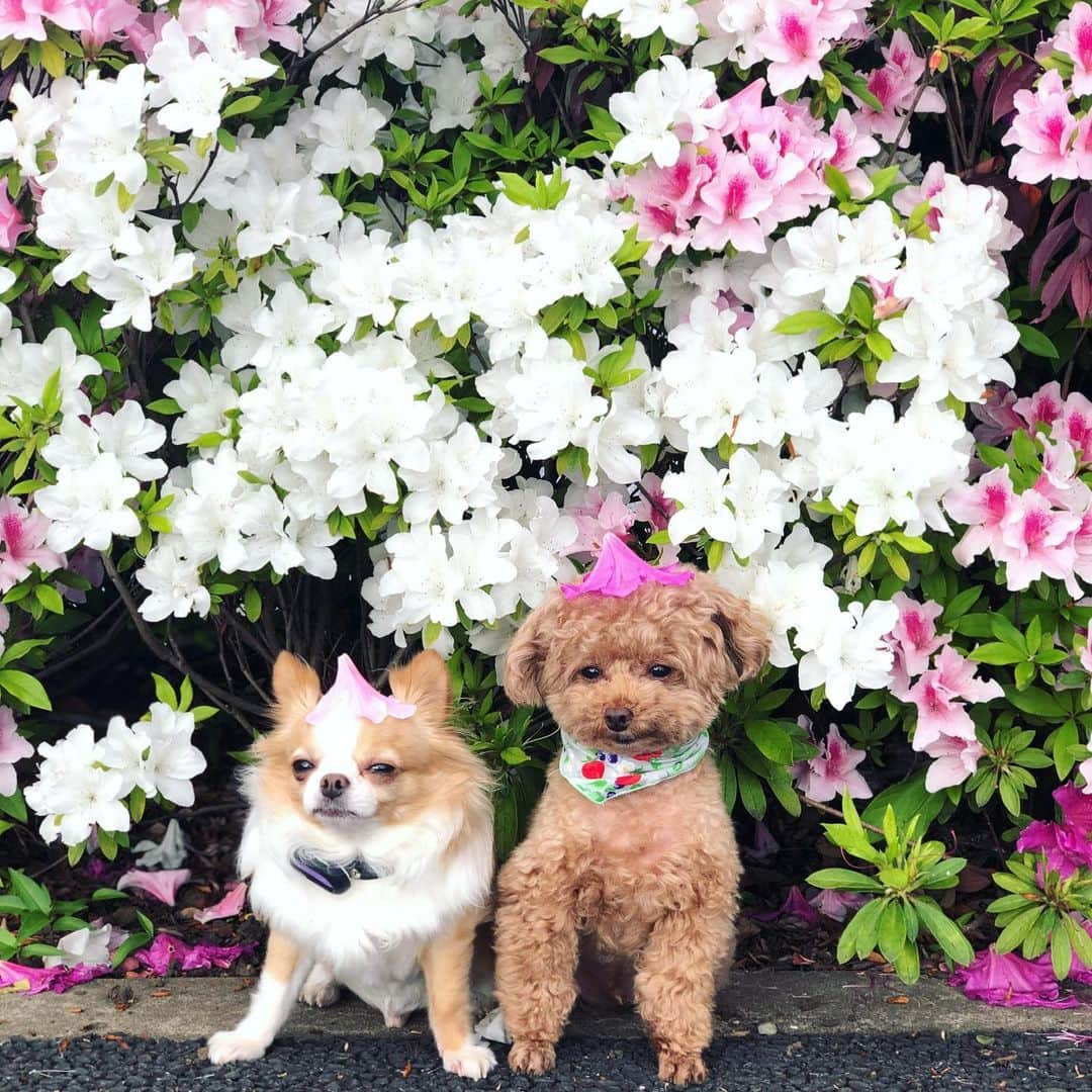 玉ねぎ戦士さんのインスタグラム写真 - (玉ねぎ戦士Instagram)「犬って.............. ・ ・ ・ ってサブタイトル付きそうなくらい哀愁漂う2人🐶🐩 ・ ・ ・ #コテタラ #toypoodle #poodle #トイプー #トイプードル」5月7日 19時23分 - licca_tarao_0311