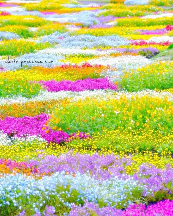 花の写真館のインスタグラム：「Photo by @princess.nao.⠀ https://instagram.com/princess.nao/⠀ .⠀ Original Post[投稿頂いたURL]⠀ https://www.instagram.com/p/BjdZ2QClIrr/⠀ .⠀ 本アカウントは、 #私の花の写真 をつけてInstagramに投稿された皆さまの花の写真や、「花の写真館」Facebookページで投稿された花の写真を紹介します。⠀ 「花の写真館」Facebookページは、「 @floral.photograph 」のプロフィールにあるURLからご覧ください。⠀ .⠀ #花の写真館 #floralphotograph #floralphoto #flower #flowers #富士フイルム #FUJIFILM⠀ Follow: @floral.photograph」