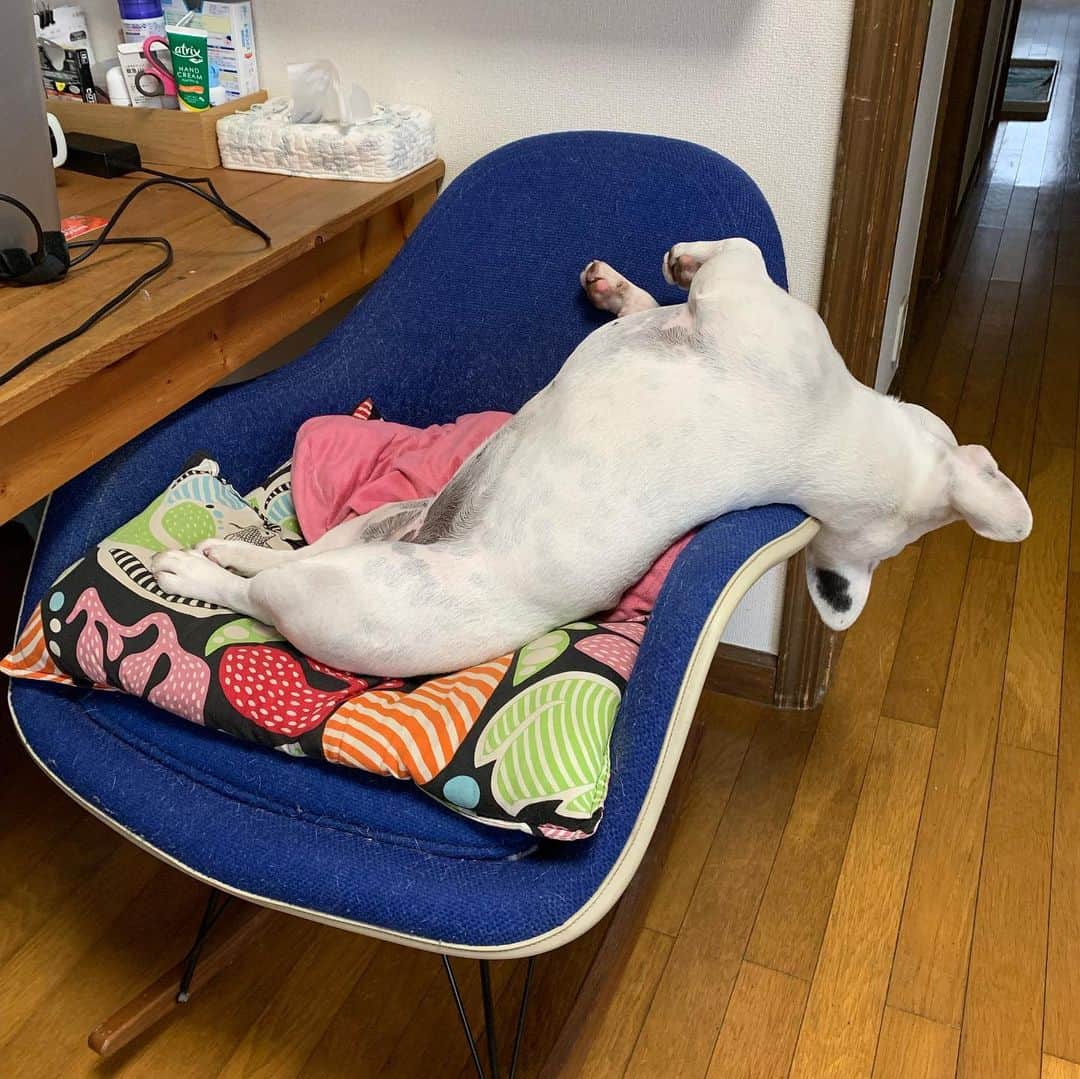 なべやかんさんのインスタグラム写真 - (なべやかんInstagram)「パソコンで原稿書きを始めると、必ず対面の椅子に座りこちらの様子を見ている。 そして、いつのまにか寝てしまう。 気持ち良さそうに寝るなー。 近くにいるから安心してるね。  #frebull #frenchbulldog #フレブル #フレンチブルドッグ #ブヒ #フレブルラブ」5月7日 19時41分 - yakan_nabe