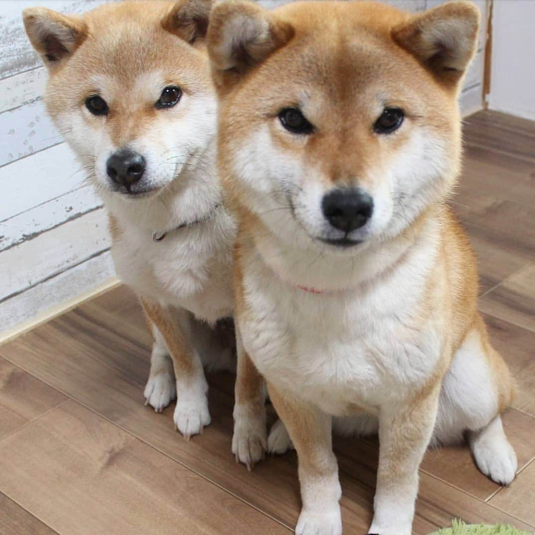 柴犬たま Shibainu Tamaさんのインスタグラム写真 - (柴犬たま Shibainu TamaInstagram)「* PECO BOX 5月のテーマは「スペイン🇪🇸」という事で * オーレ！闘牛うし かぶりつけ！丸ごと生ハム パエリアフリスビー さつまいもしっとりやわらかトリーツ * が入ってました💡 * ふたりは自分の好きなおもちゃがひと目でわかるようで、たまは音が鳴るおもちゃをピンポイントで狙ってました😁 * Caption trans🇬🇧 We got a toy about Spain🇪🇸 * #柴犬たま #たママ #たま家族 #柴犬ミケ #一眼レフ #一眼レフカメラ #pecobox #ひょっこりはん #かなりひし形 #柴犬 #shiba #shibainu #shibastagram #犬 #dog #多頭飼い」5月7日 19時46分 - tama7653