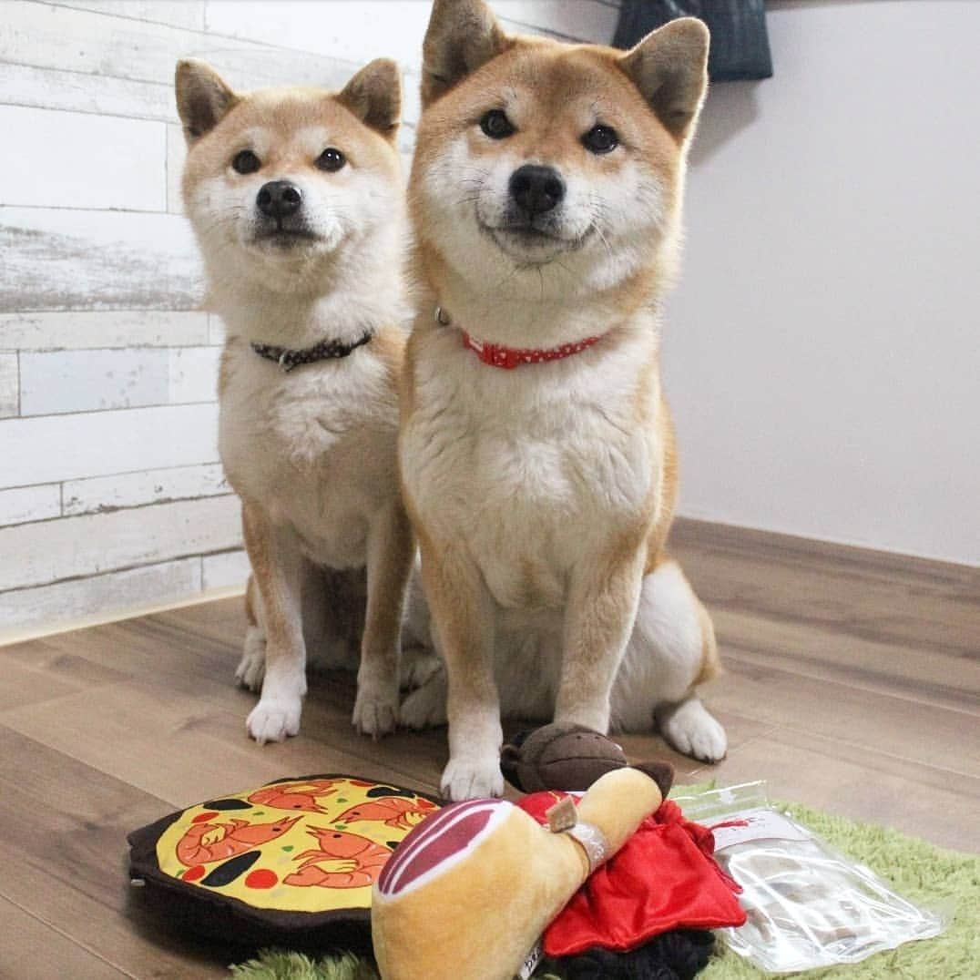 柴犬たま Shibainu Tamaさんのインスタグラム写真 - (柴犬たま Shibainu TamaInstagram)「* PECO BOX 5月のテーマは「スペイン🇪🇸」という事で * オーレ！闘牛うし かぶりつけ！丸ごと生ハム パエリアフリスビー さつまいもしっとりやわらかトリーツ * が入ってました💡 * ふたりは自分の好きなおもちゃがひと目でわかるようで、たまは音が鳴るおもちゃをピンポイントで狙ってました😁 * Caption trans🇬🇧 We got a toy about Spain🇪🇸 * #柴犬たま #たママ #たま家族 #柴犬ミケ #一眼レフ #一眼レフカメラ #pecobox #ひょっこりはん #かなりひし形 #柴犬 #shiba #shibainu #shibastagram #犬 #dog #多頭飼い」5月7日 19時46分 - tama7653